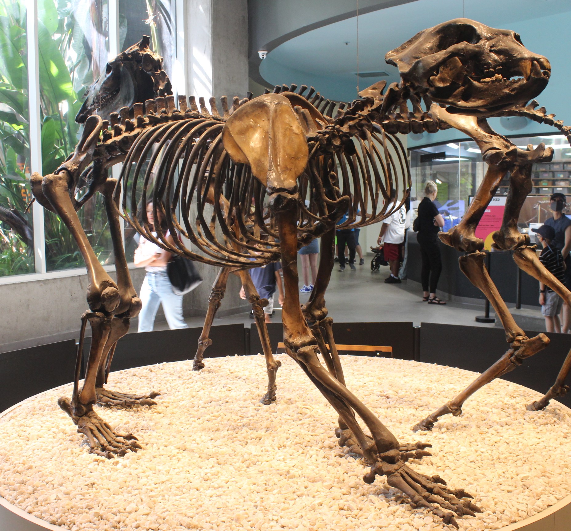 picture of the short-faced bear skeleton from La Brea Tar Pits