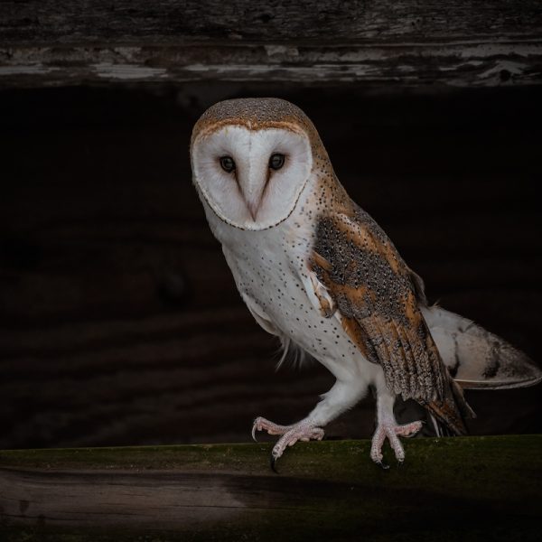 Picture of a Barn Owl