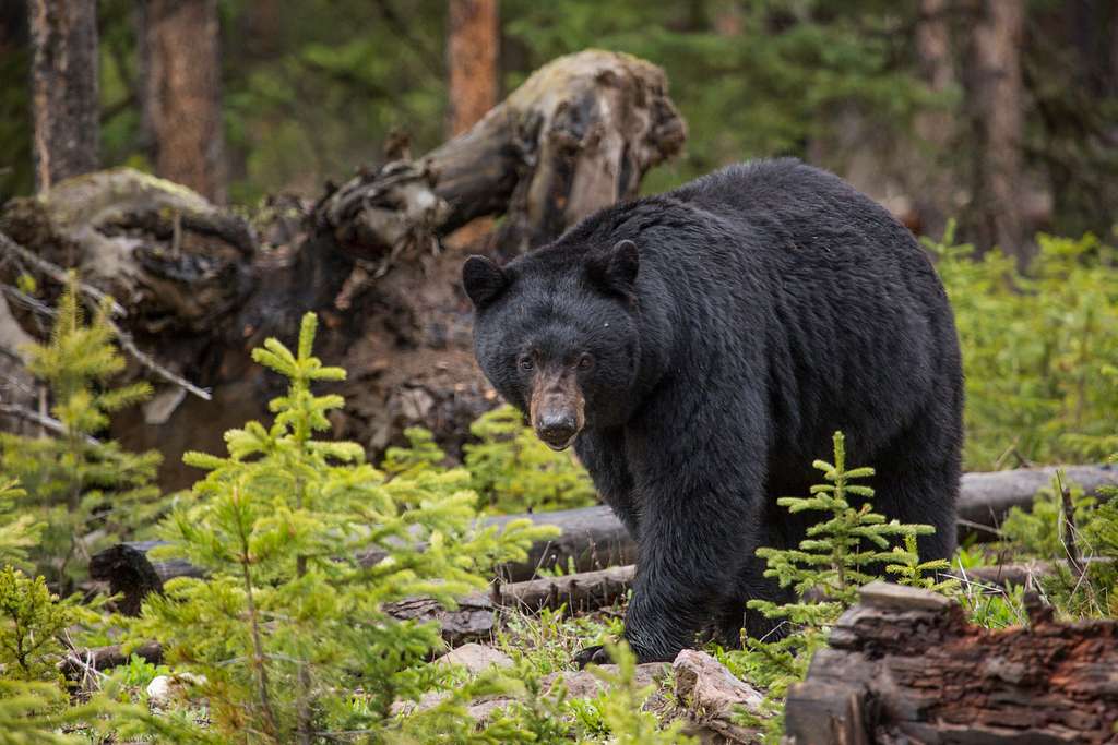 Picture of a Black Bear