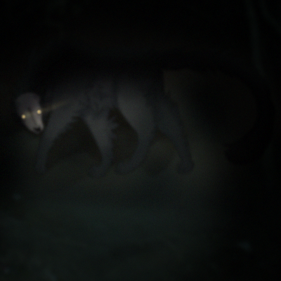 Picture of Blackwood Beast in the Woods