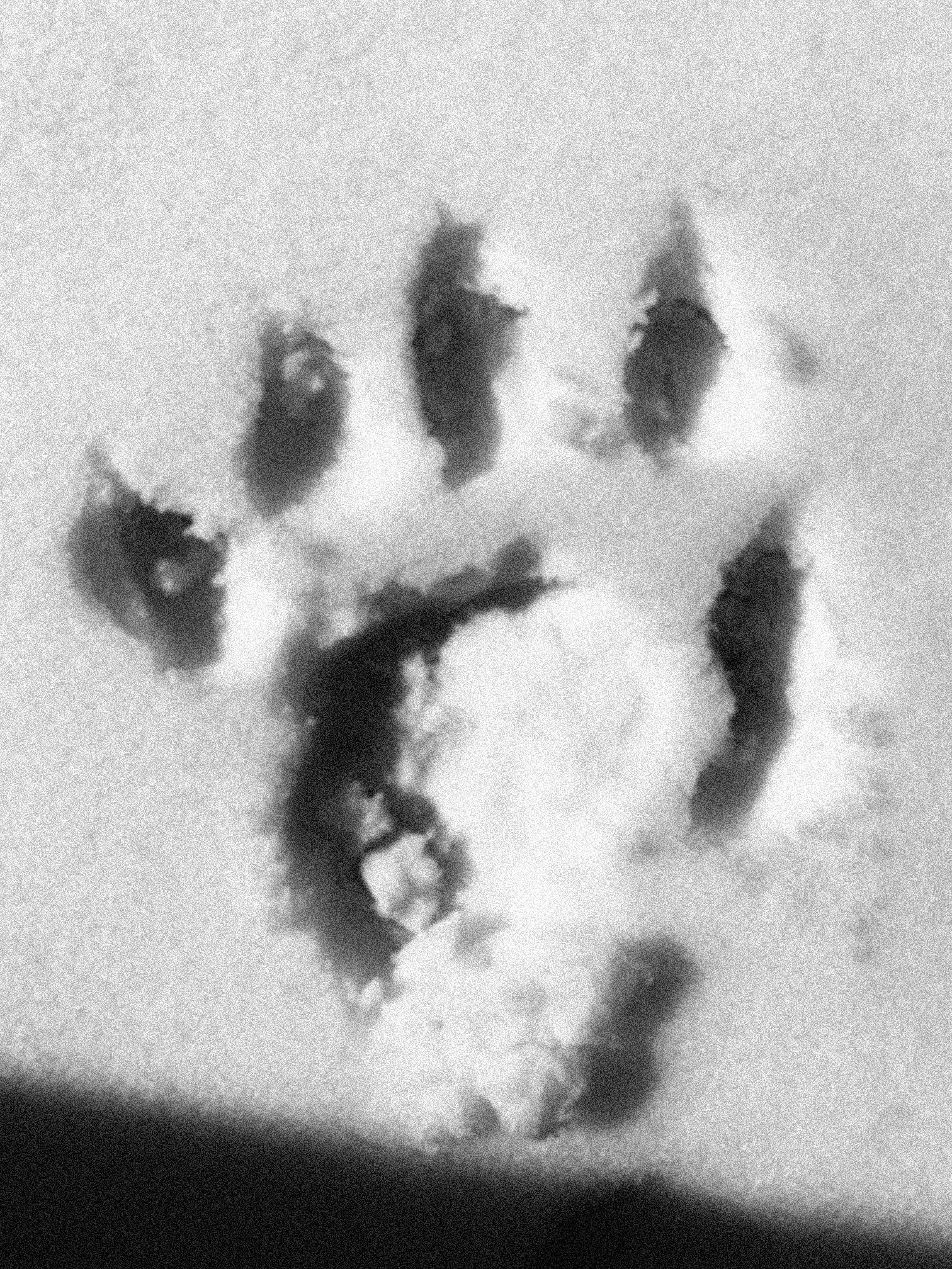 picture of footprint by the blackwood beast