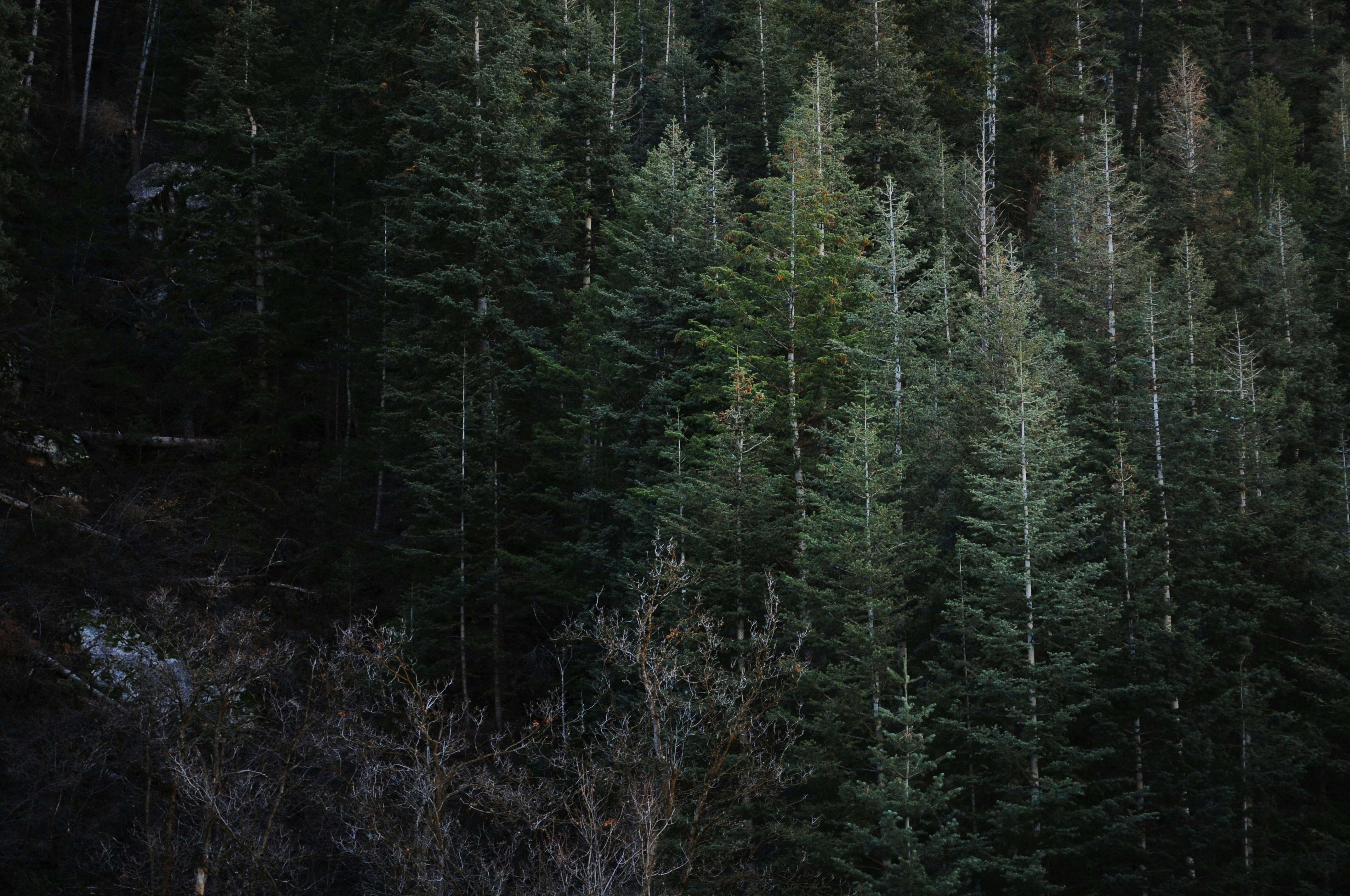 Picture of the Forest